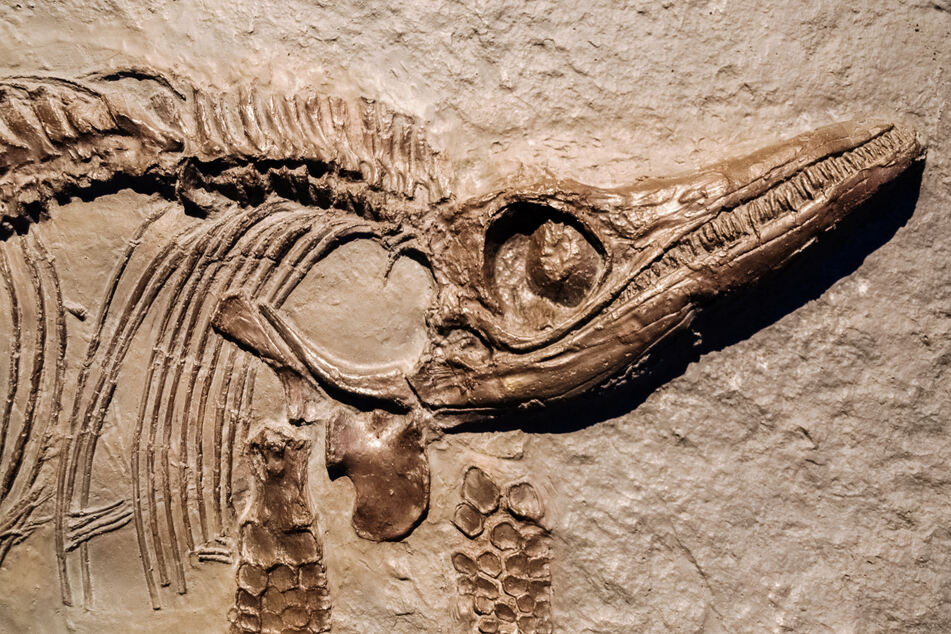 Spektakulärer Fossilienfund: Hinweise auf neuen, riesigen Dinosaurier!