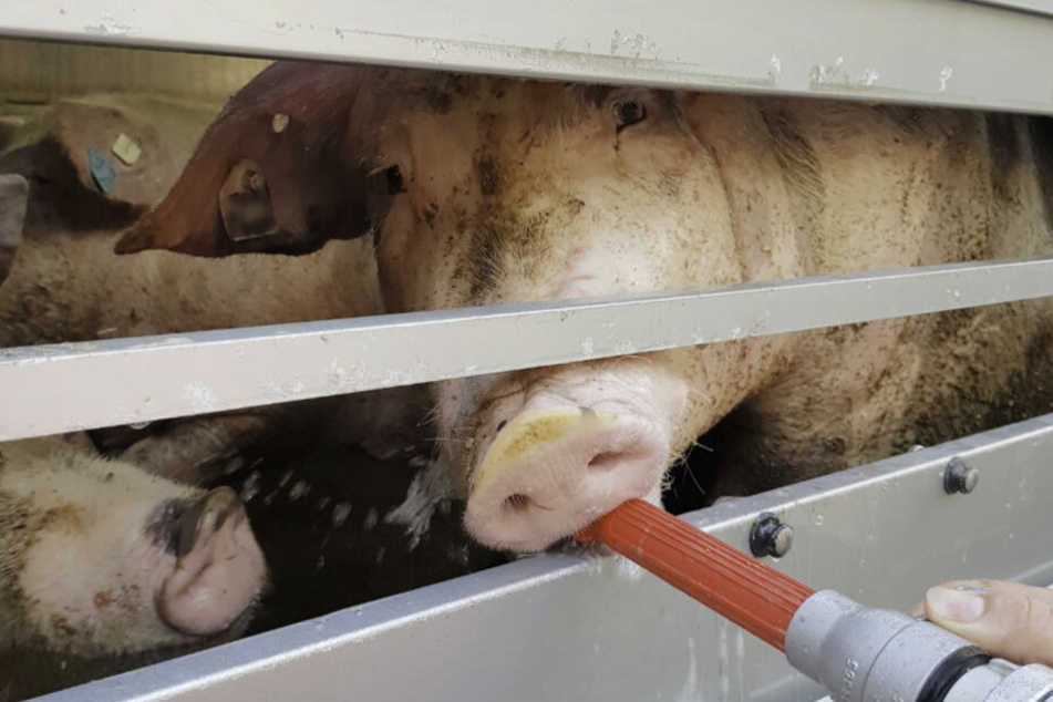 Die Bauern protestieren auch gegen Pläne für ein Tierwohl-Siegel. Ihrer Ansicht nach verwirrt es Verbraucher.