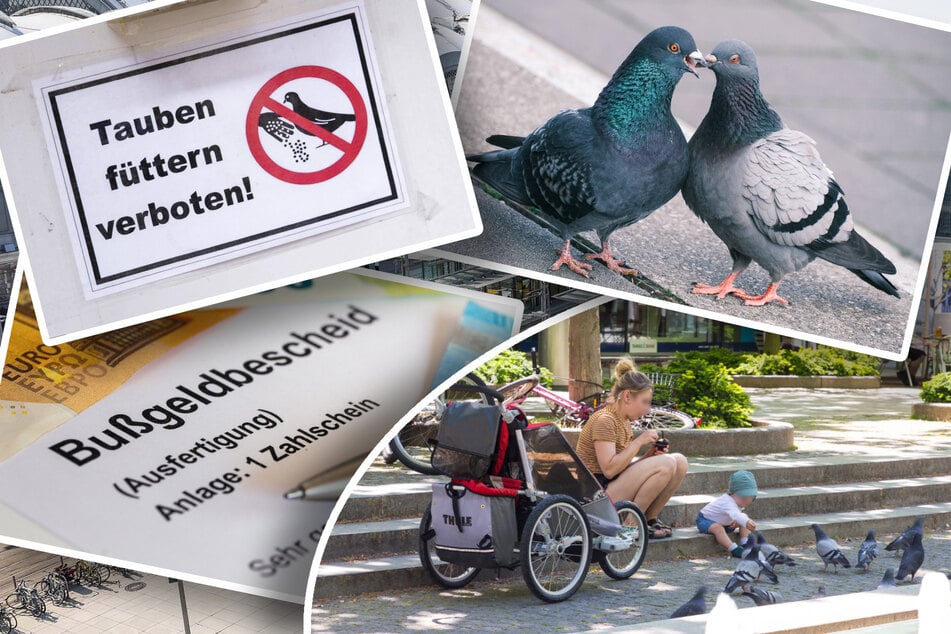 Dresden: Tauben-Fütterverbot in Dresden: Tierschützer enttäuscht