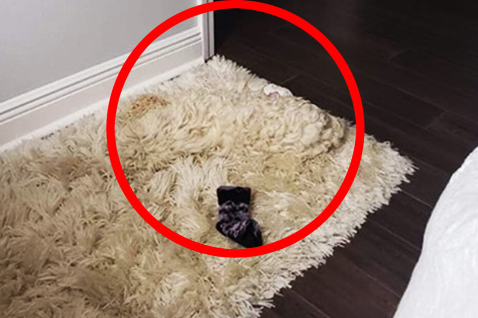 Schon auf dem ersten Foto war der Hund da.