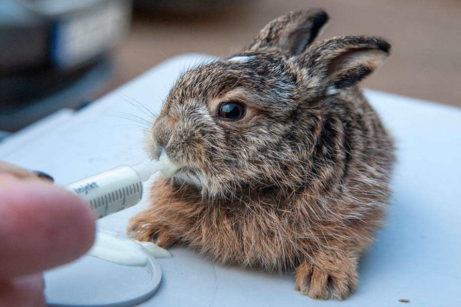 Mit spezieller Katzenaufzuchtmilch wird das Jungtier gefüttert. Die Mutter würde es wegen des menschlichen Geruchs nicht mehr aufnehmen.