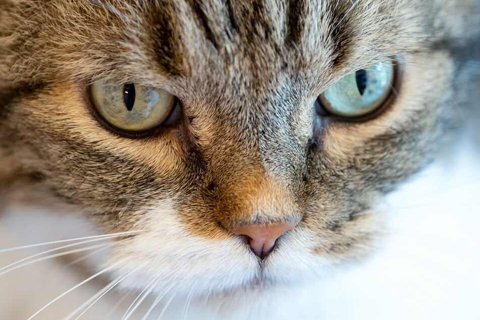 Als das Veterinäramt die Zucht in Neuburg auflöste, wurden 23 Katzen in teils schlechtem Zustand gefunden. (Symbolbild)