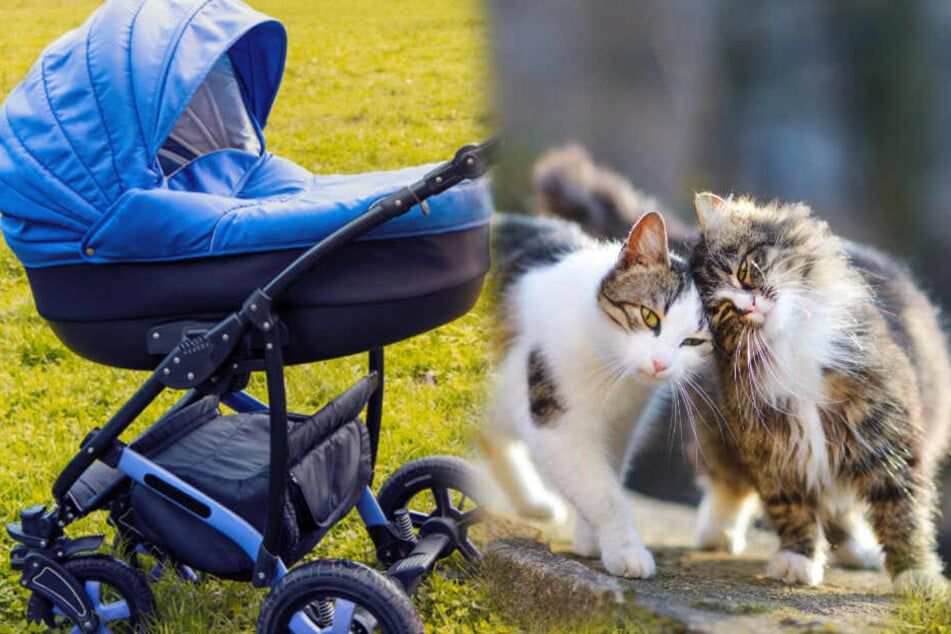 Katze erstickt Säugling im Kinderwagen, als Mutter nicht aufpasst