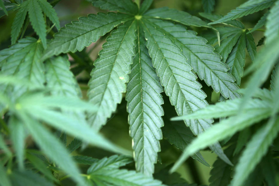 Rund 60 Kilogramm Marihuana hätte man von den Pflanzen ernten können. (Symbolbild)