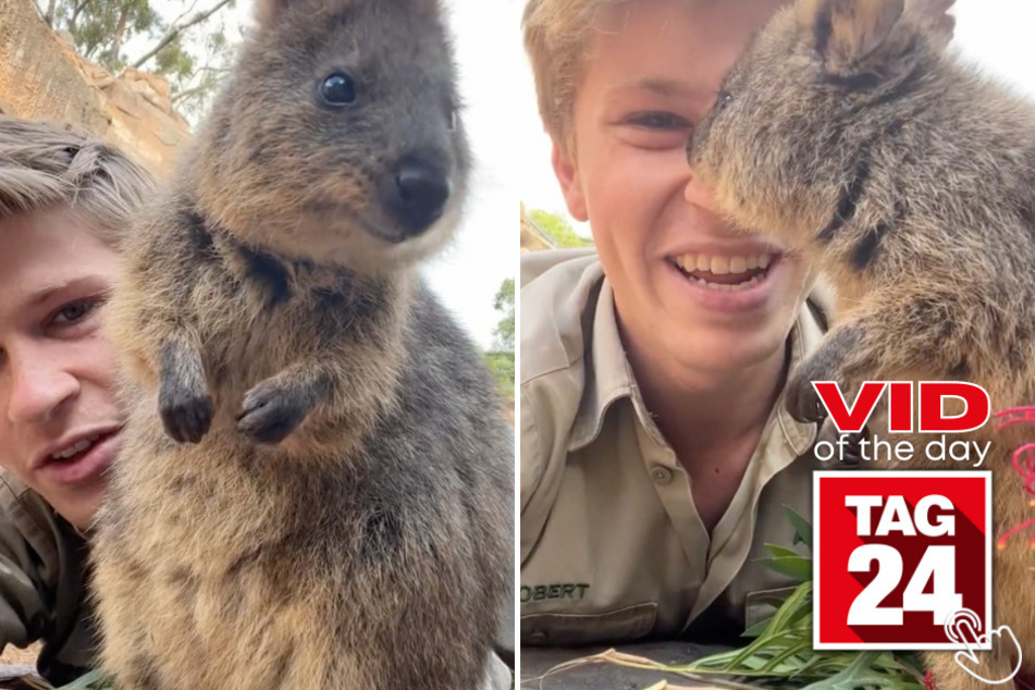 Today's Viral Video of the Day features a friendly new addition to the Australia Zoo, presented by none other than Steve Irwin's son, Robert on TikTok!