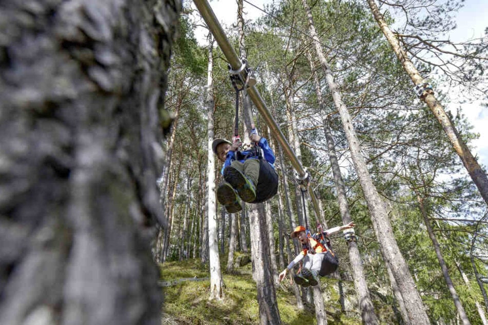 Kreischalarm: An einem Stahlrohr hängend, sausen Touristen quer durch den Wald.