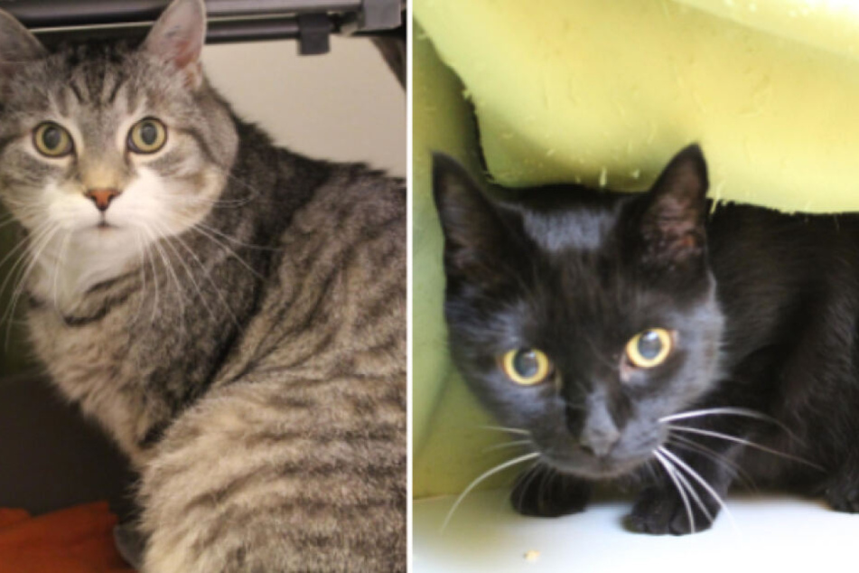 Hund Katze Und Kaninchen 8 Besondere Tiere Suchen Endlich Ein Zuhause Tag24