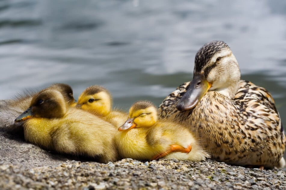 Eine Entenfamilie wie diese watschelte über die A4. (Symbolfoto)