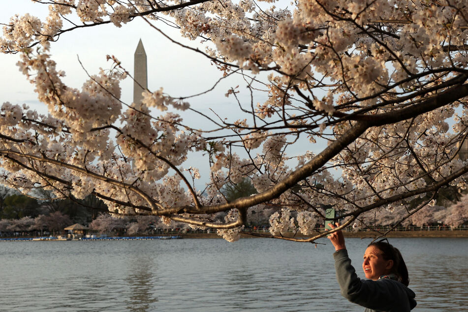 As temperatures in Washington rise, cherry trees are blooming earlier.