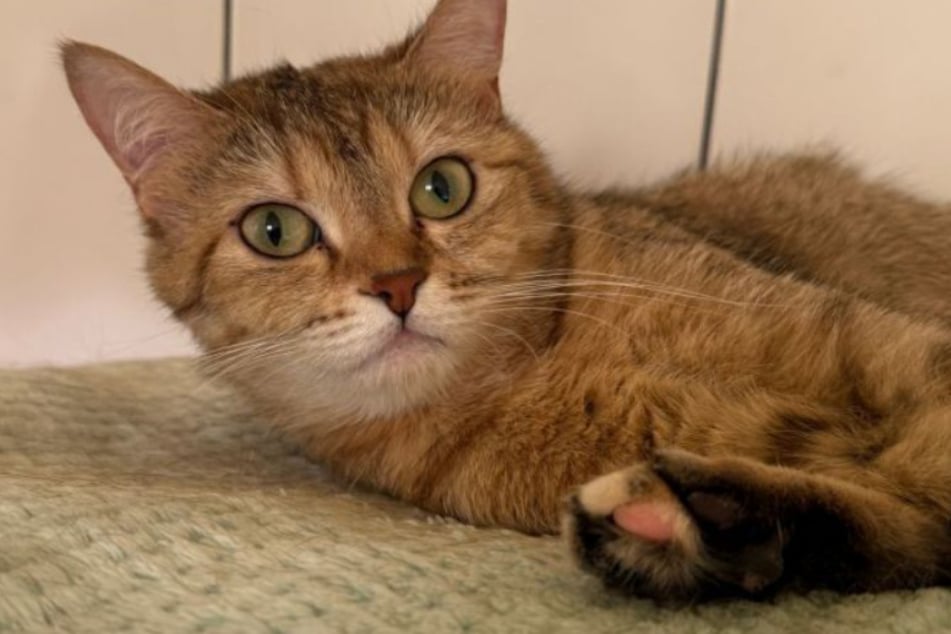 Im Katzenhaus verhält sich die junge Mieze bislang noch recht scheu.
