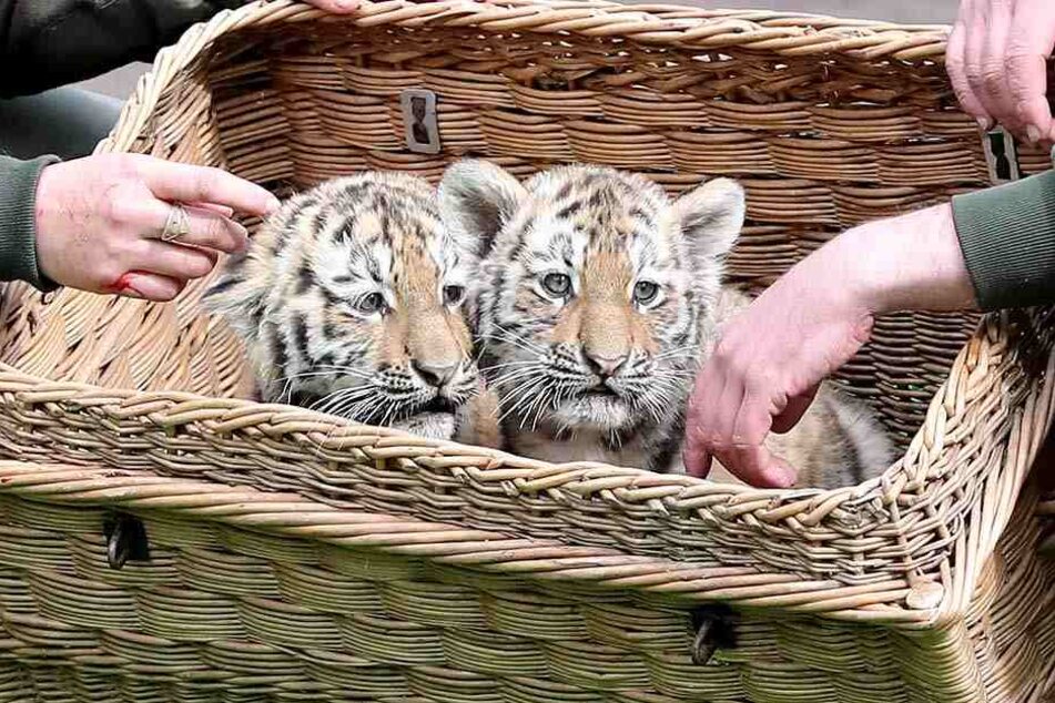 Die süßen Tigerzwillinge kamen im Februar zur Welt.