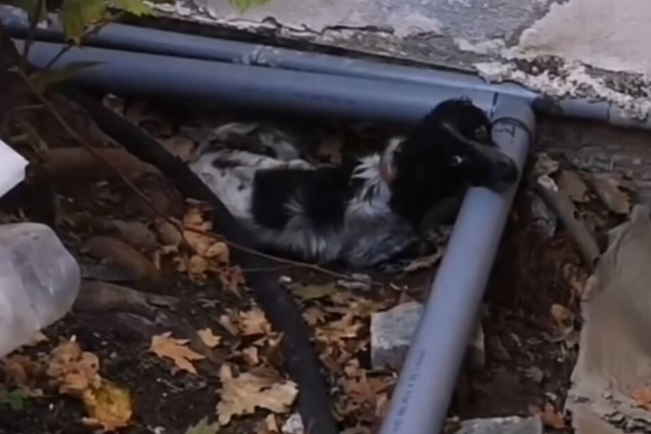 Was für ein Hundeblick: Der kleine Carson überzeugte sofort mit seiner Niedlichkeit.