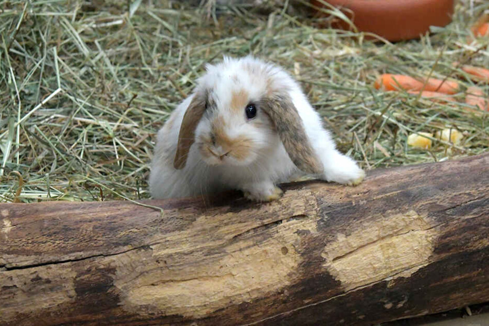 Auch dieses süße Kaninchen ist zu haben.