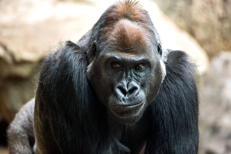 Gorilla-Boss Abeeku hat ganz schön am Tod seiner Lieblingsfrau Kibara (†21) zu knabbern. (Archivbild)
