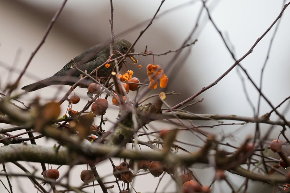 Zum Wochenstart bleibt das Wetter in NRW verhältnismäßig mild.