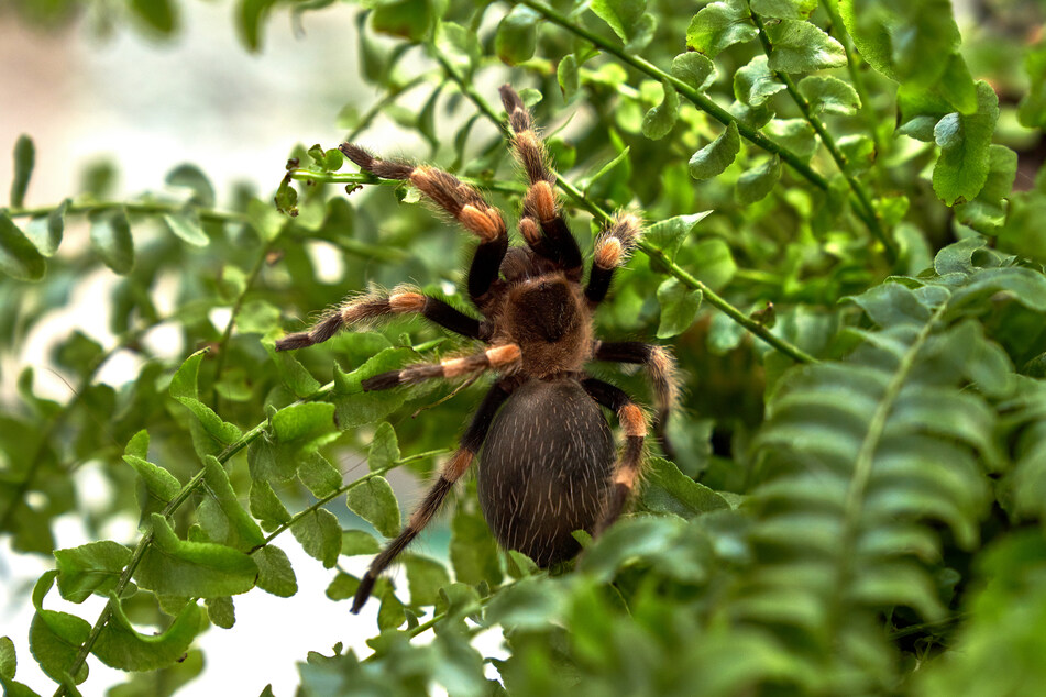 The new spider species is distinct from the classic tarantula, pictured here (stock image).