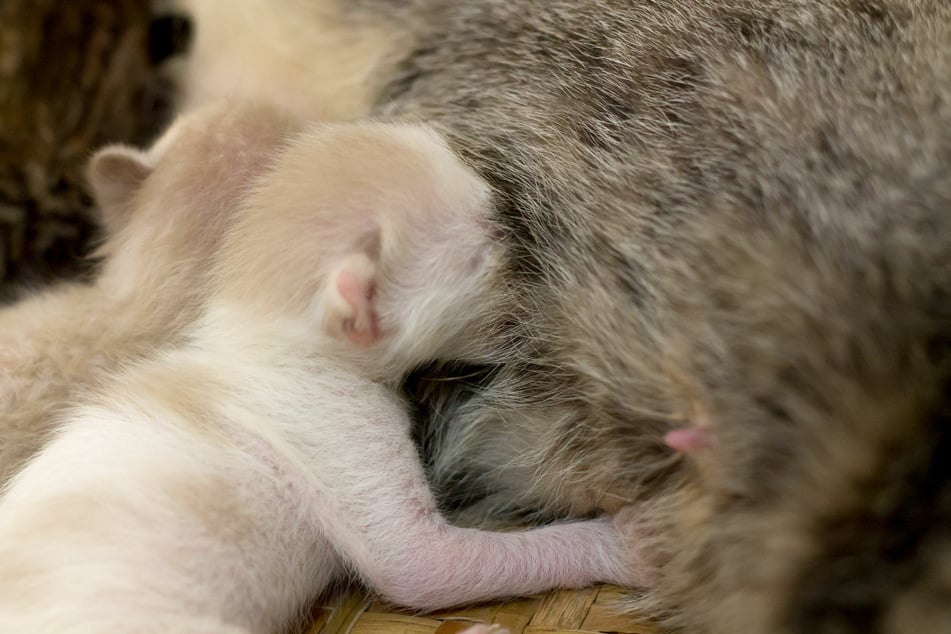 Babykatzen "treteln" ihre Mutter für einen verstärkten Milchfluss.