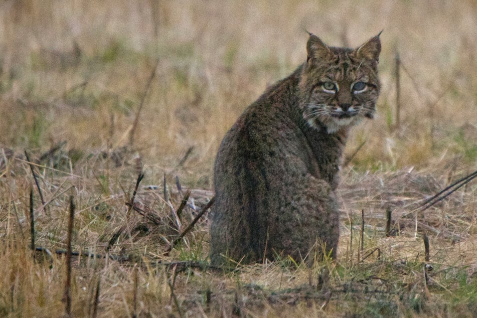 A rabid bobcat in New Mexico attacked several dogs (stock image).