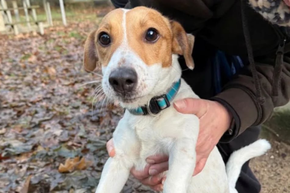 Für Kurt suchen die Kölner Tierretter nach aktiven Menschen, die sich mit Jack Russell Terriern auskennen.