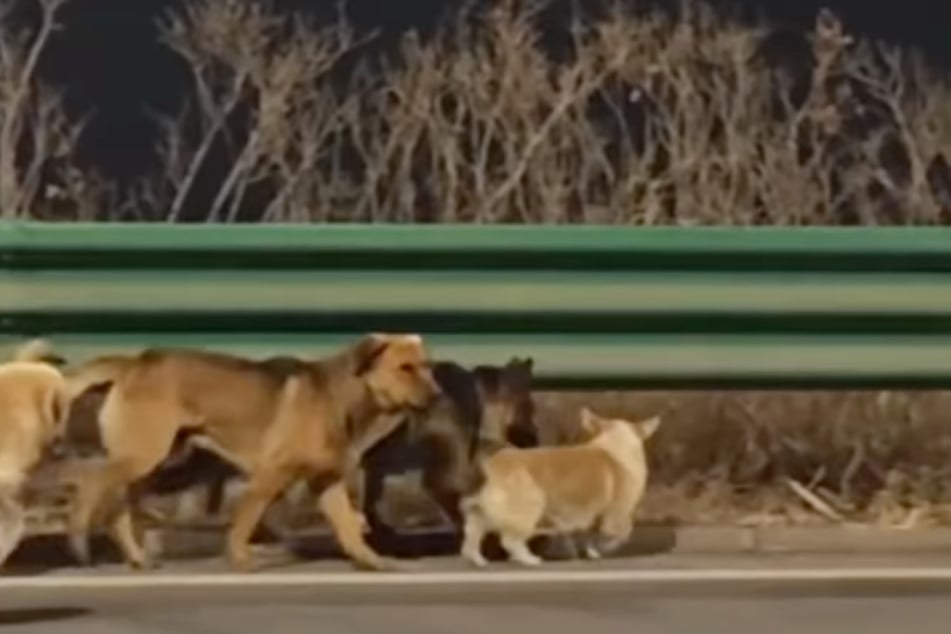 Eine Gruppe aus sieben Hunden wurde in China auf einer Autobahn gesichtet. Später sollte sich herausstellen, dass die Tiere von Zuhause ausgebüxt waren.