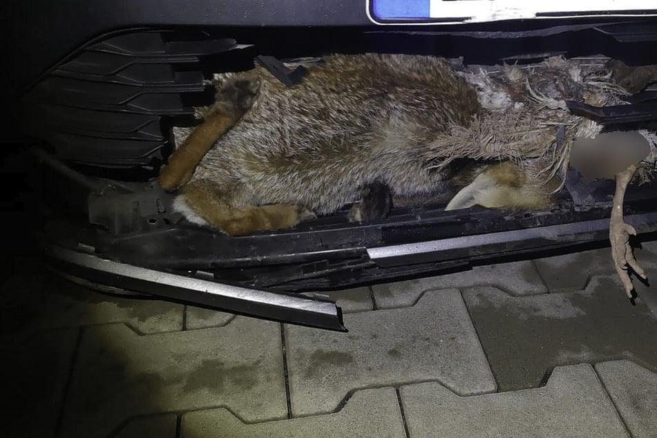 Unfall A38: Tod mit Huhn im Maul: Fuchs wird Golf auf A38 zum Verhängnis
