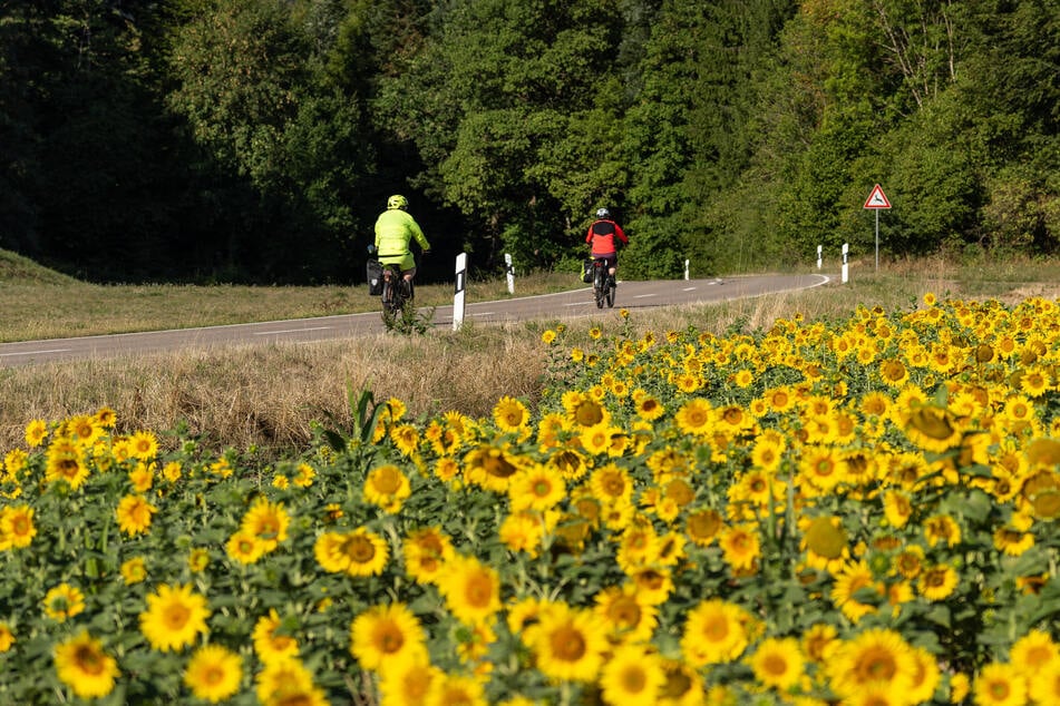 Sonnenblumen wuchsen im Freistaat in diesem Jahr auf 7300 Hektar. Die Anbaufläche von Raps ist deutlich größer.