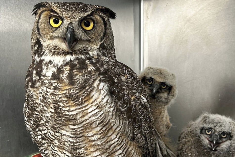 Zufall oder Schicksal? Drei Eulen verlieren alles, doch dann entsteht eine neue Familie