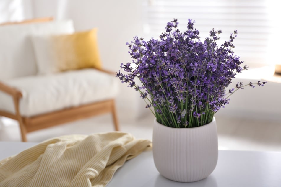 Lavendel ist wegen seines starken Geruchs, der Kopfschmerzen verursachen kann, weniger als Pflanze fürs Schlafzimmer geeignet.