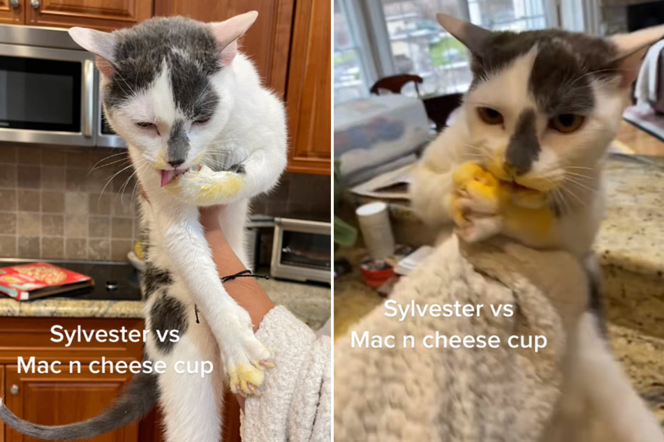 This hilarious cat named Sylvester is obsessed with cheese powder on TikTok in today's Viral Video of the Day!