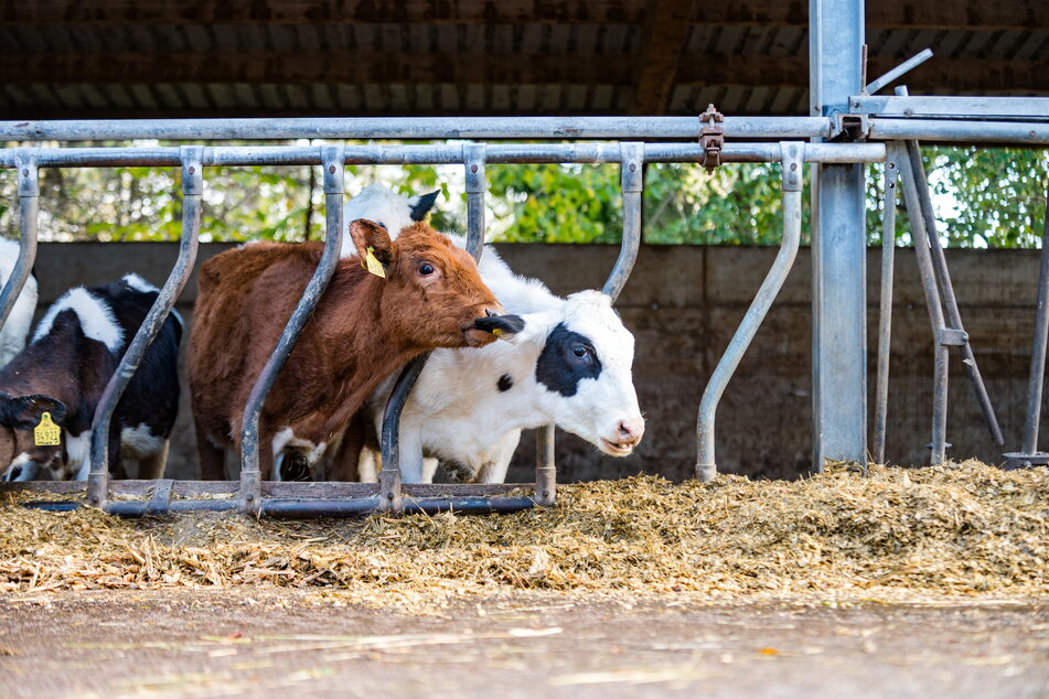 Die Freitaler "Milchtanke" ist ein sogenannter gläserner Bauernhof, der immer zum Besuch einlädt.