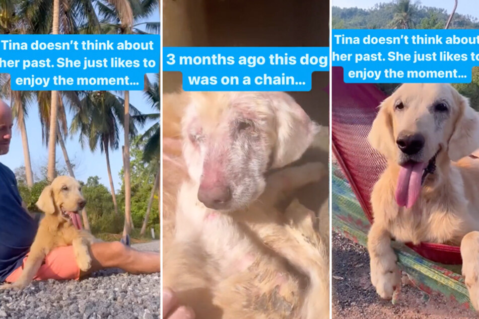 Dog escapes the chain life and finds "freedom and lots of love" in Thailand