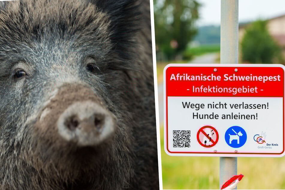 Schweinepest in Hessen: Fund von totem Wildschwein könnte Folgen haben
