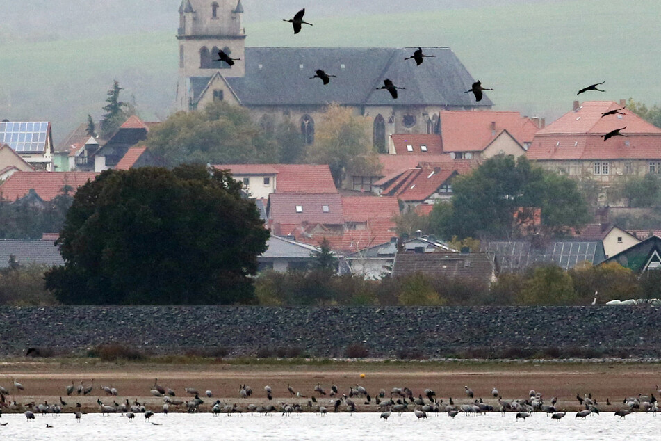 Überwintern statt fortziehen: Deshalb bleiben Tausende Kraniche in Sachsen-Anhalt