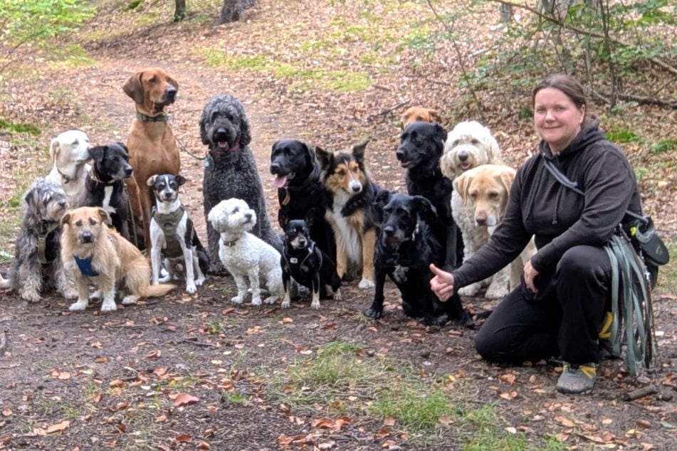 De Chihuahua al pastor alemán: una mujer de Dresde pasea 17 perros por la ciudad