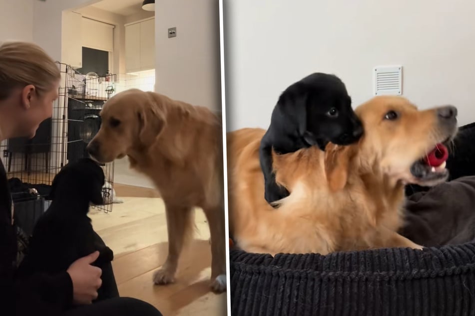 The first doggy meeting between Golden Retriever Pecco and Golden Retriever-Labrador mix Bucky was cautious at first, but soon developed beautifully.