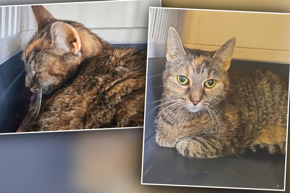 Drama um Katze Emmi: Erst verliert sie ihr Frauchen, dann wird sie selbst schwer krank
