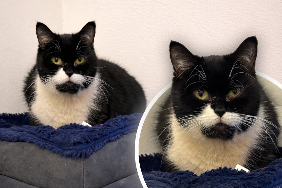 Liebe geht durch den Magen: Katze lässt sich für einen Snack viel gefallen