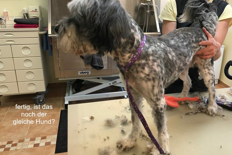 Nach der Komplettrasur sieht Jeshe aus wie ein anderer Hund!