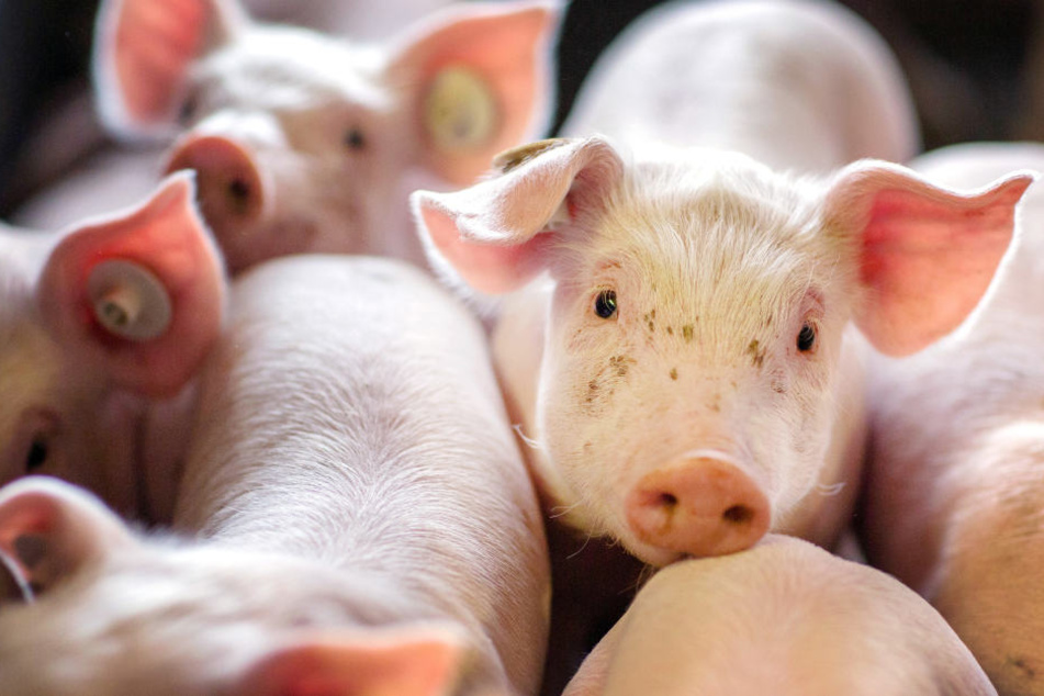 Wenn schon denn schon: Im Schnitt werden 661 Schweine in einem Betrieb gehalten.