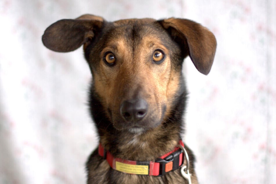 Aris ist ein aufmerksamer und lernwilliger Hund. Wer gibt ihm eine Chance?