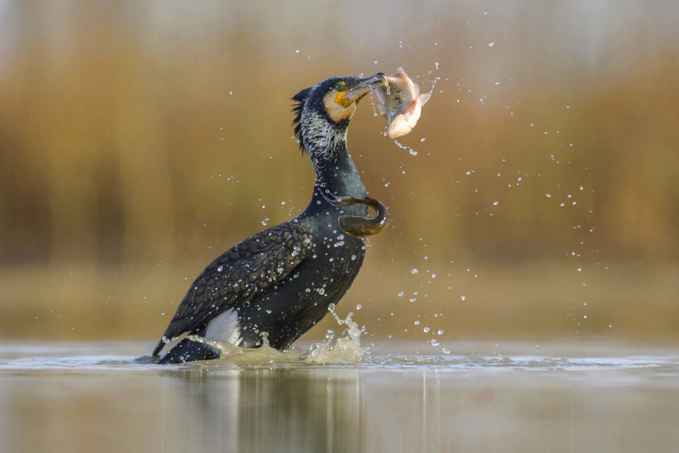 Kormorane sind geschickte Fischjäger, weshalb sie von Sachsens Binnenfischern gehasst werden.
