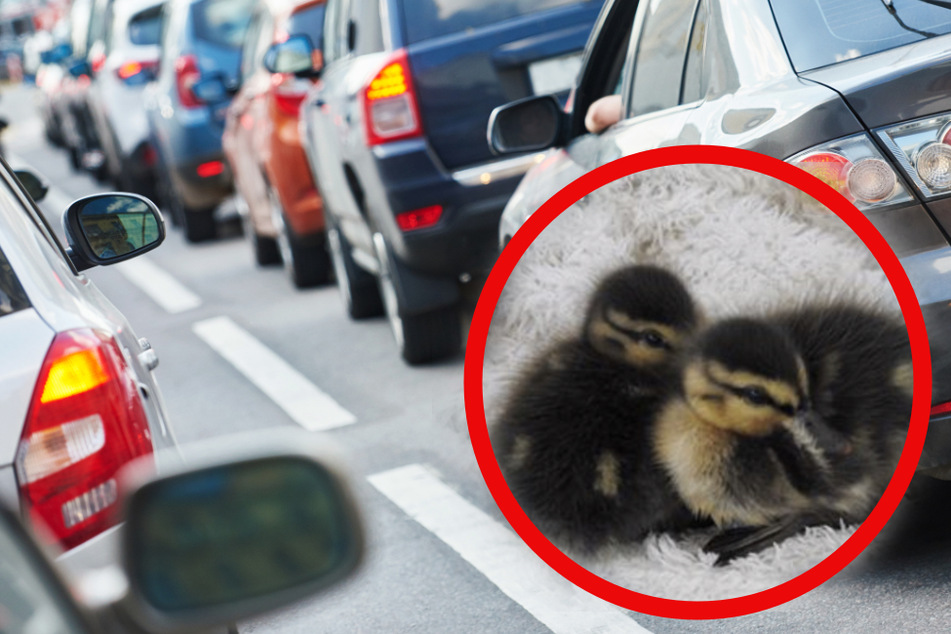 Die beiden Enten-Babys waren auf dem vielbefahrenen Goerdelerring unterwegs.