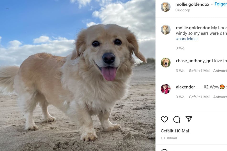 Could this golden dox look any happier to be on the beach?