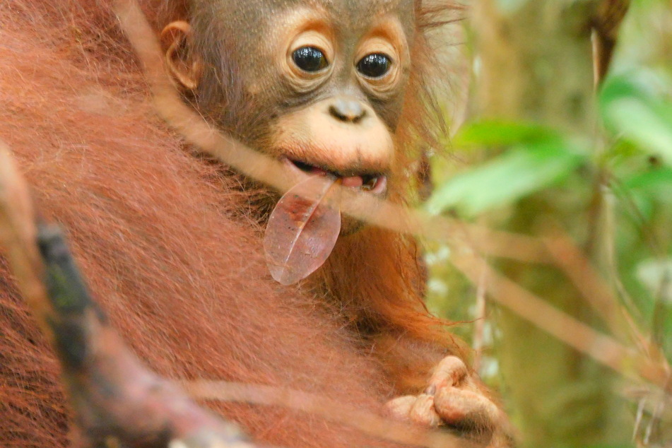 Das Orang-Utan-Baby ist noch namenlos.