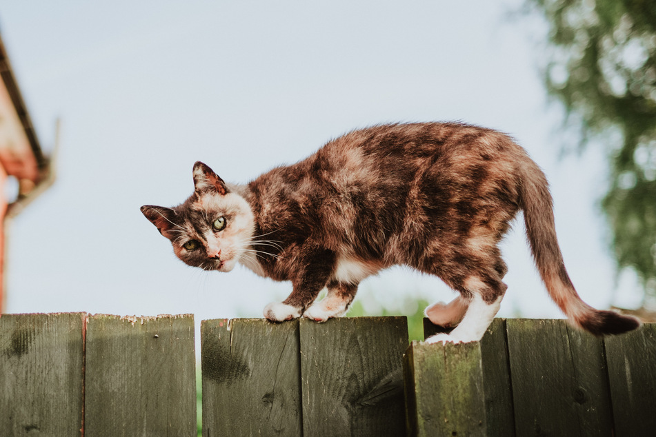 A cat's whiskers play an important role in its balance and navigation.