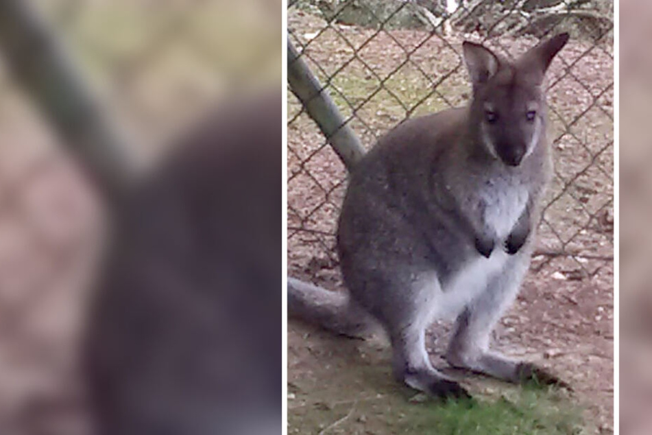 Das knapp einen Meter große Wallaby ist am Samstag aus seinem Gehege entflohen.