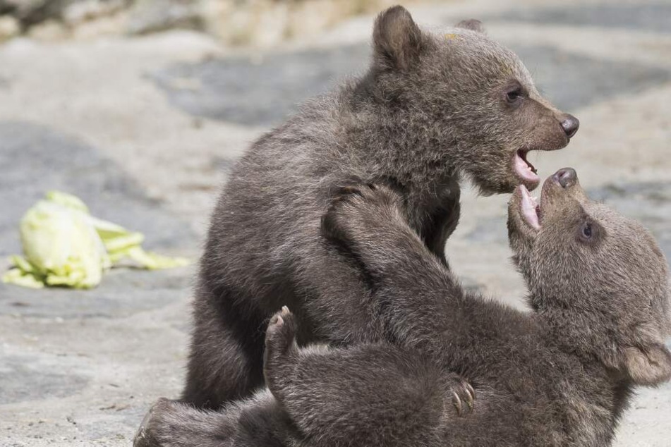 Dreifaches Baby Gluck Bei Den Braunbaren Im Wildpark Knull 24