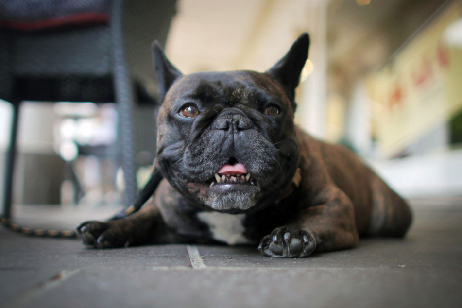 Eine solche Französische Bulldogge hat beim Spielen in einer Wohnung ein elfjähriges Mädchen in die Nase gebissen. (Symbolbild)