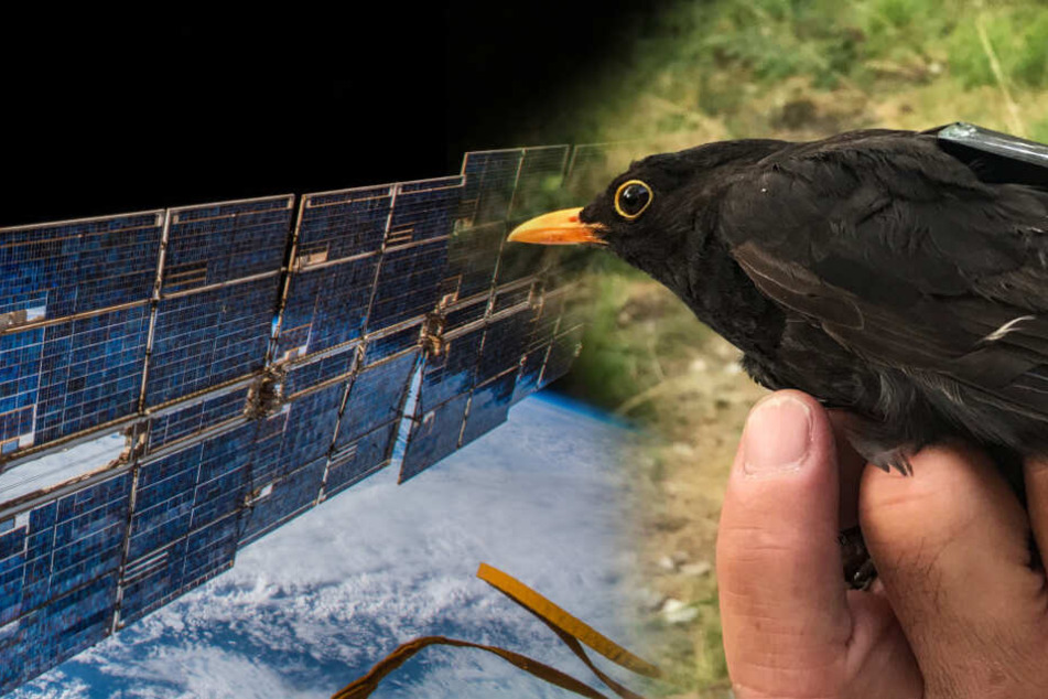 Technik-Probleme: Heute neuer Anlauf für Tierbeobachtung aus dem Weltraum