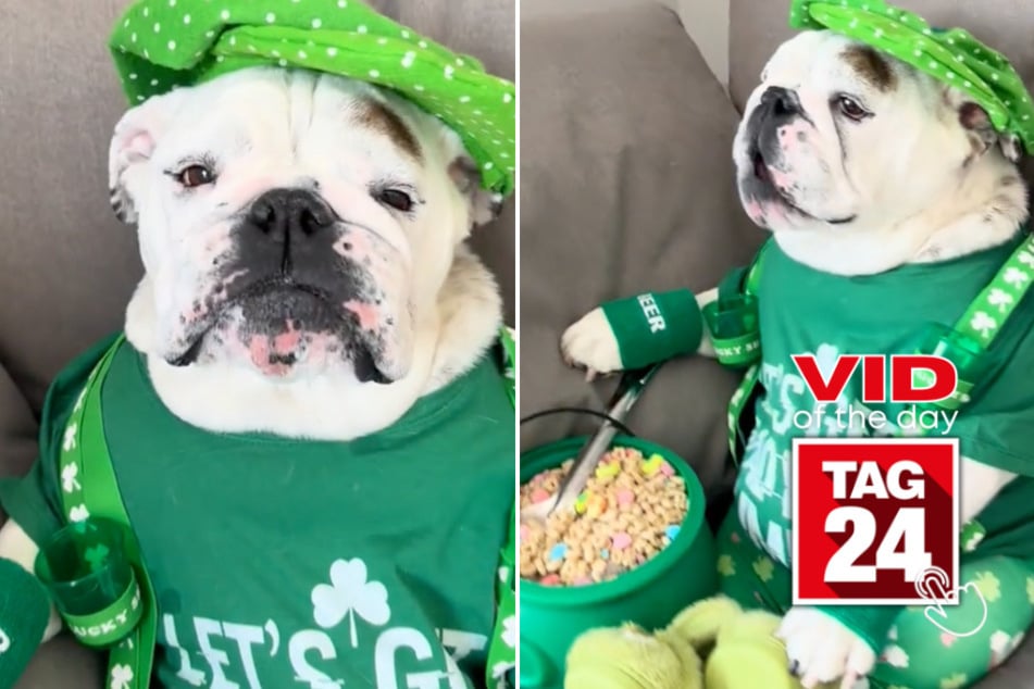 viral videos: Viral Video of the Day for March 17, 2025: Bulldog's St. Patrick's Day 'fit goes viral!